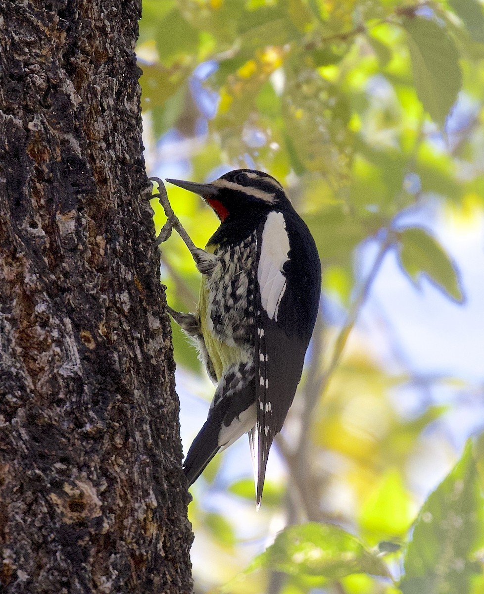 Williamson's Sapsucker - ML507299501