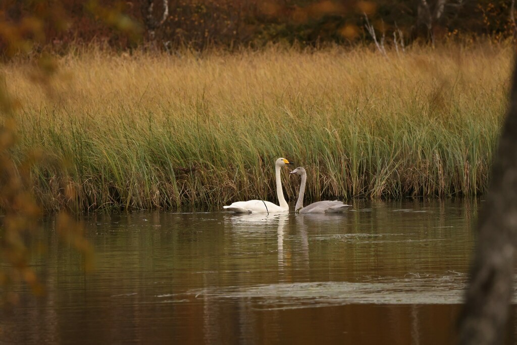 Cygne chanteur - ML507300521