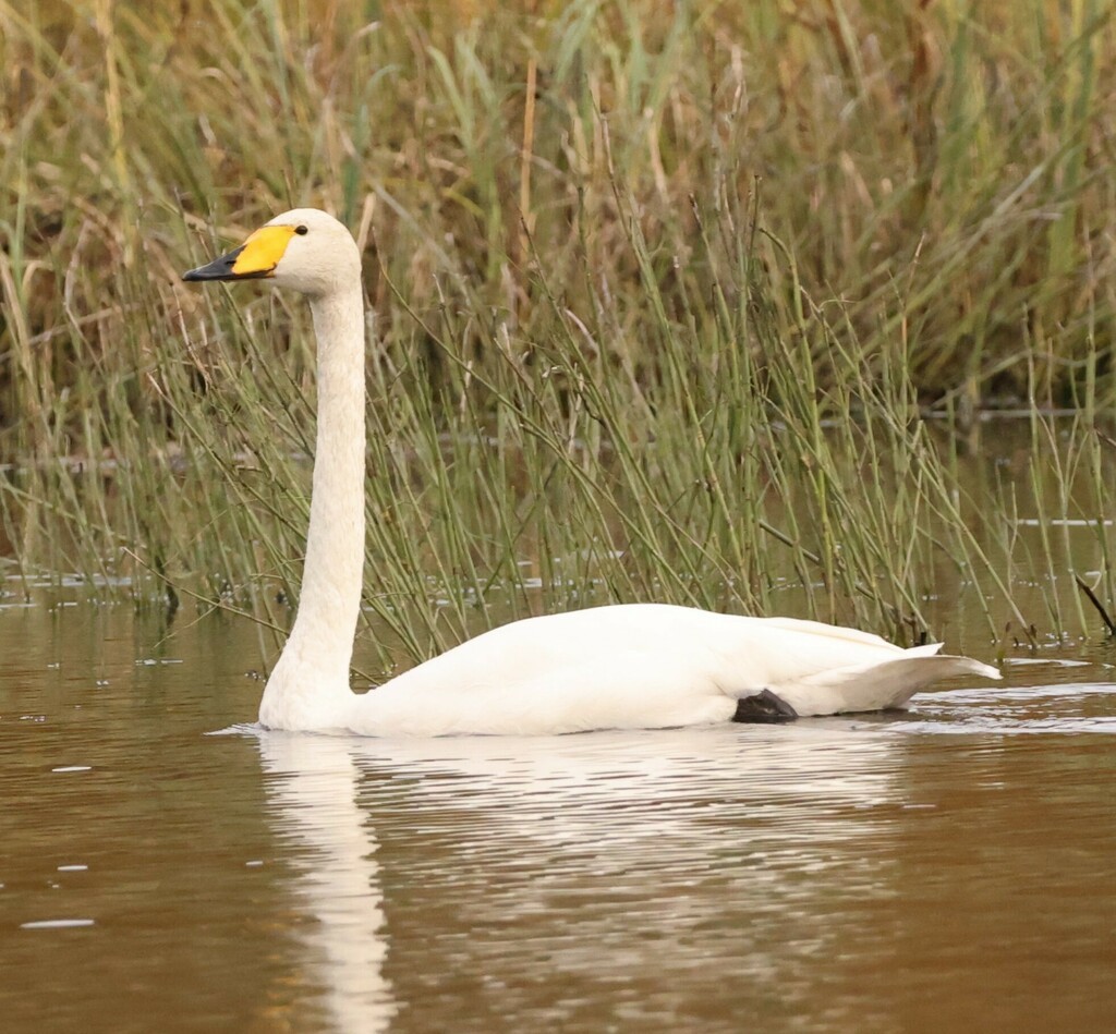 Cygne chanteur - ML507300531