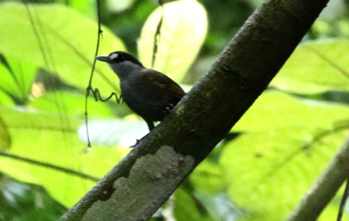 Black-browed Babbler - Ashley Banwell