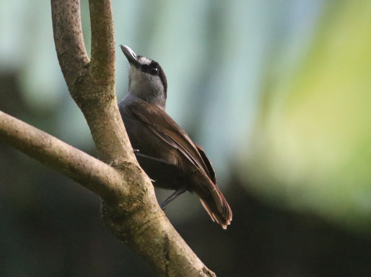 Black-browed Babbler - Ashley Banwell