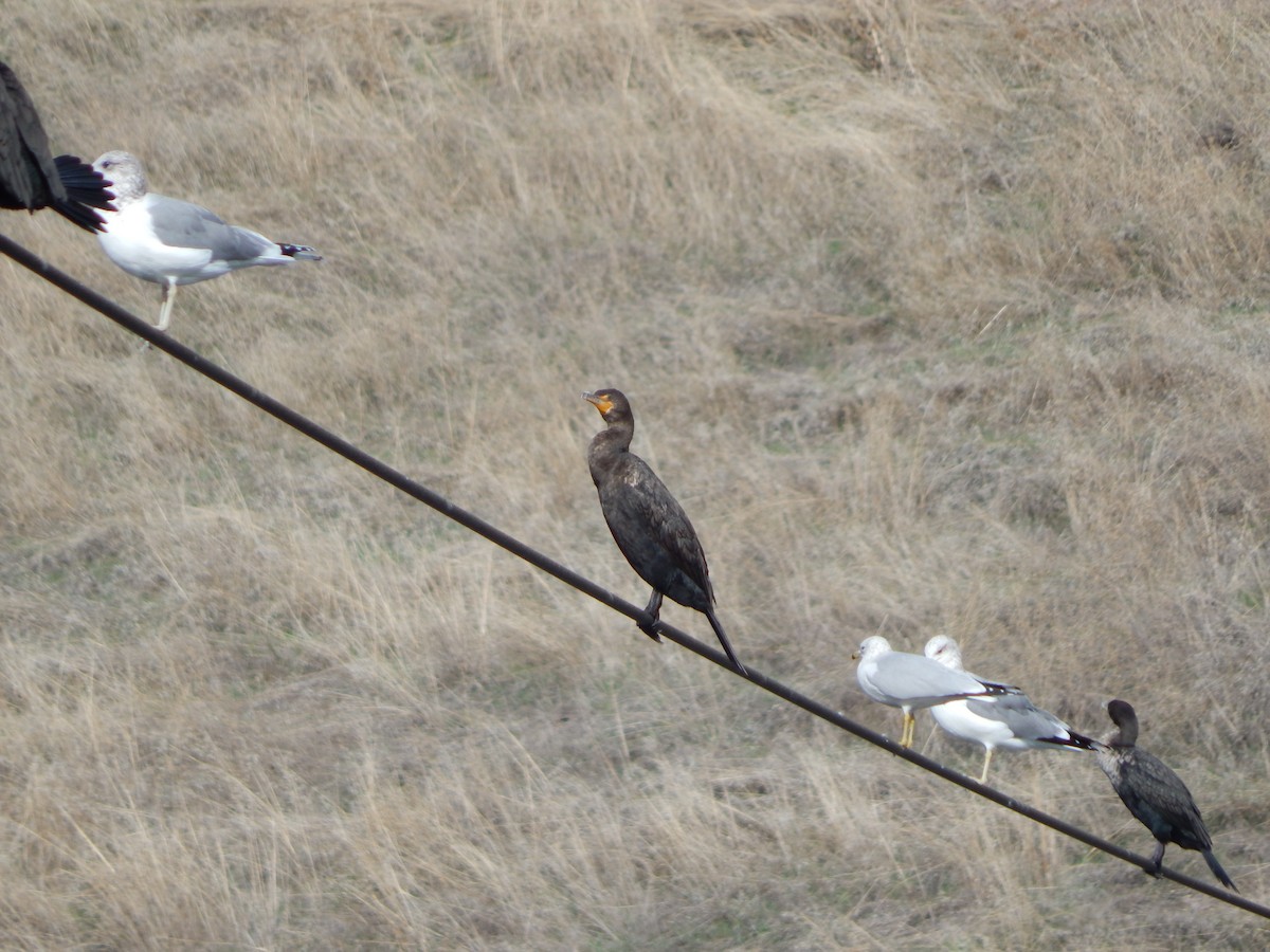 Double-crested Cormorant - ML507301571