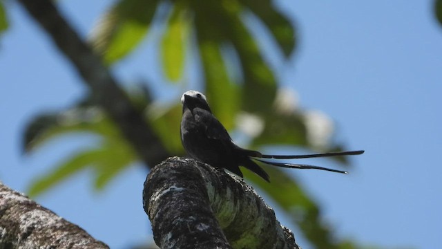 Long-tailed Tyrant - ML507303551