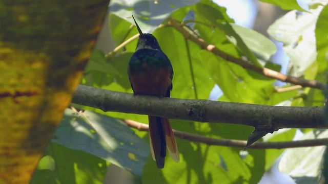 Jacamar à queue rousse - ML507303771