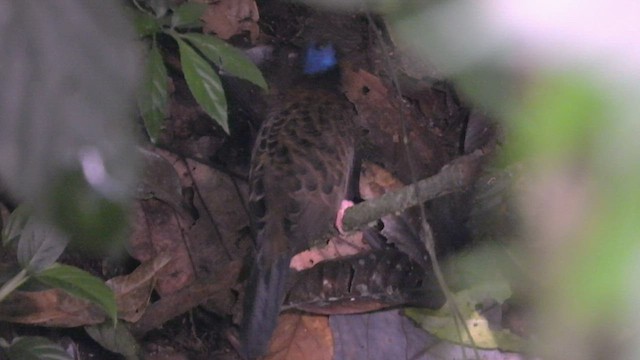 Ocellated Antbird - ML507303951