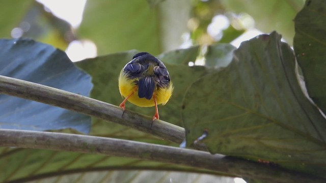 White-collared Manakin - ML507304031