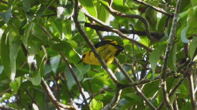 Black-and-yellow Tanager - ML507304141