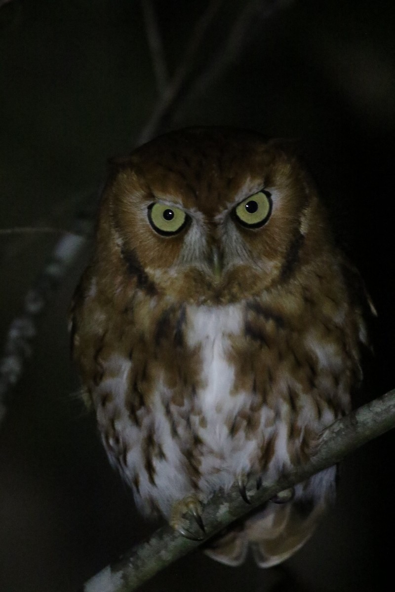 Eastern Screech-Owl - ML507305621