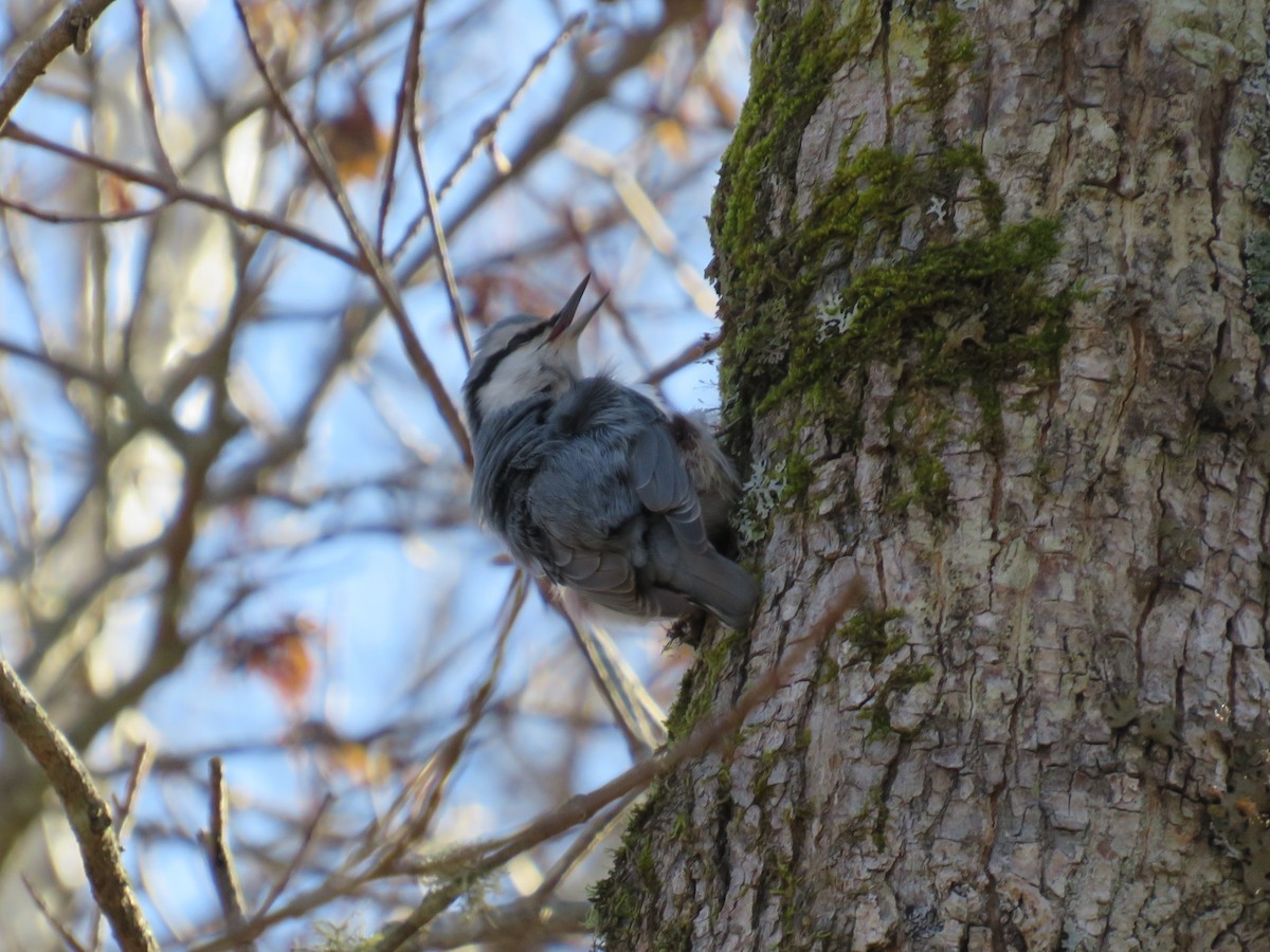 Eurasian Nuthatch - James Telford