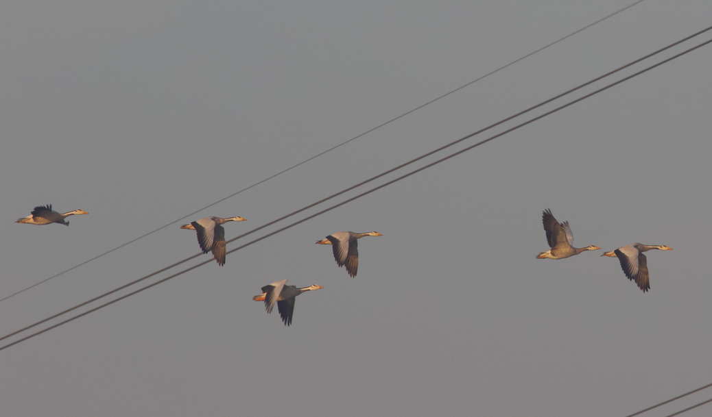 Bar-headed Goose - Kavi Nanda