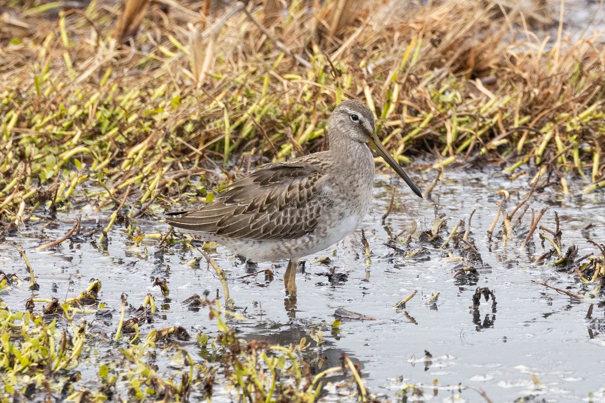 Long-billed Dowitcher - ML507310681