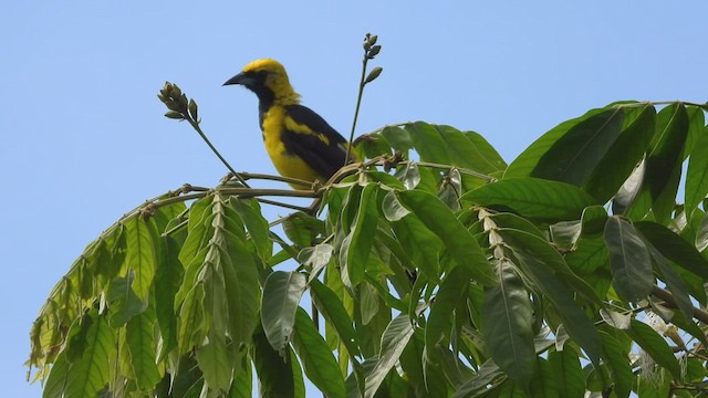 Yellow-tailed Oriole - ML507310711
