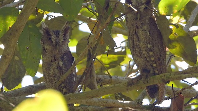 Pacific Screech-Owl - ML507310741