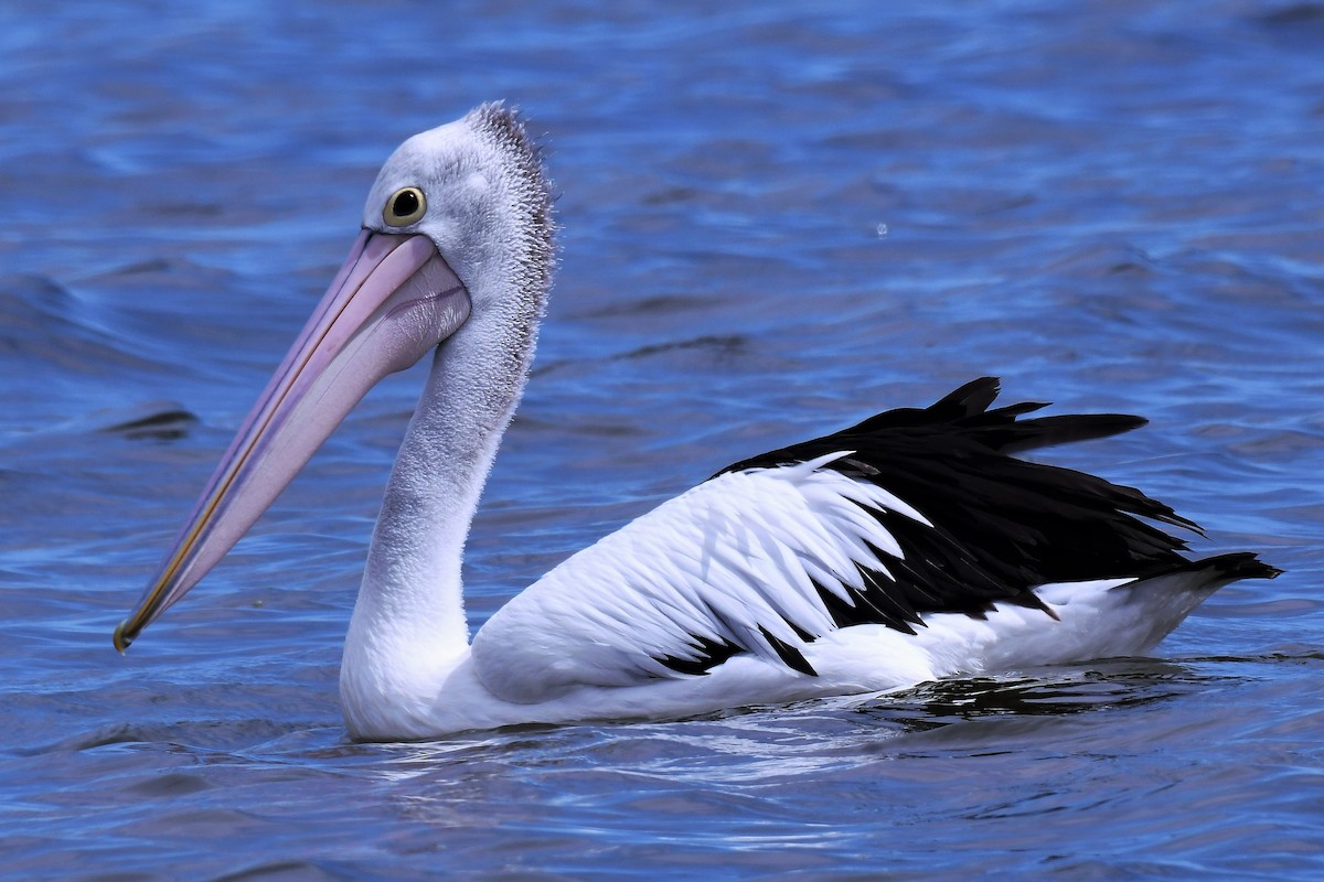 Australian Pelican - Christian Engel
