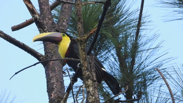 Yellow-throated Toucan - ML507310871