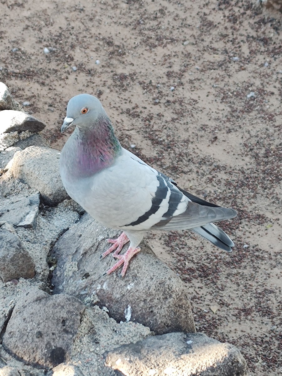 Rock Pigeon (Feral Pigeon) - ML507312191