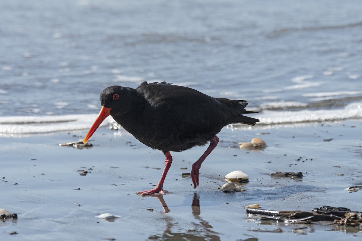 Neuseeland-Austernfischer - ML507312741