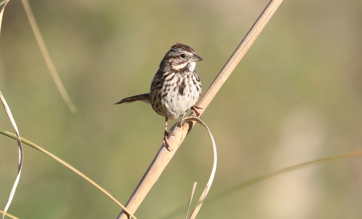 Song Sparrow - Diane Eubanks