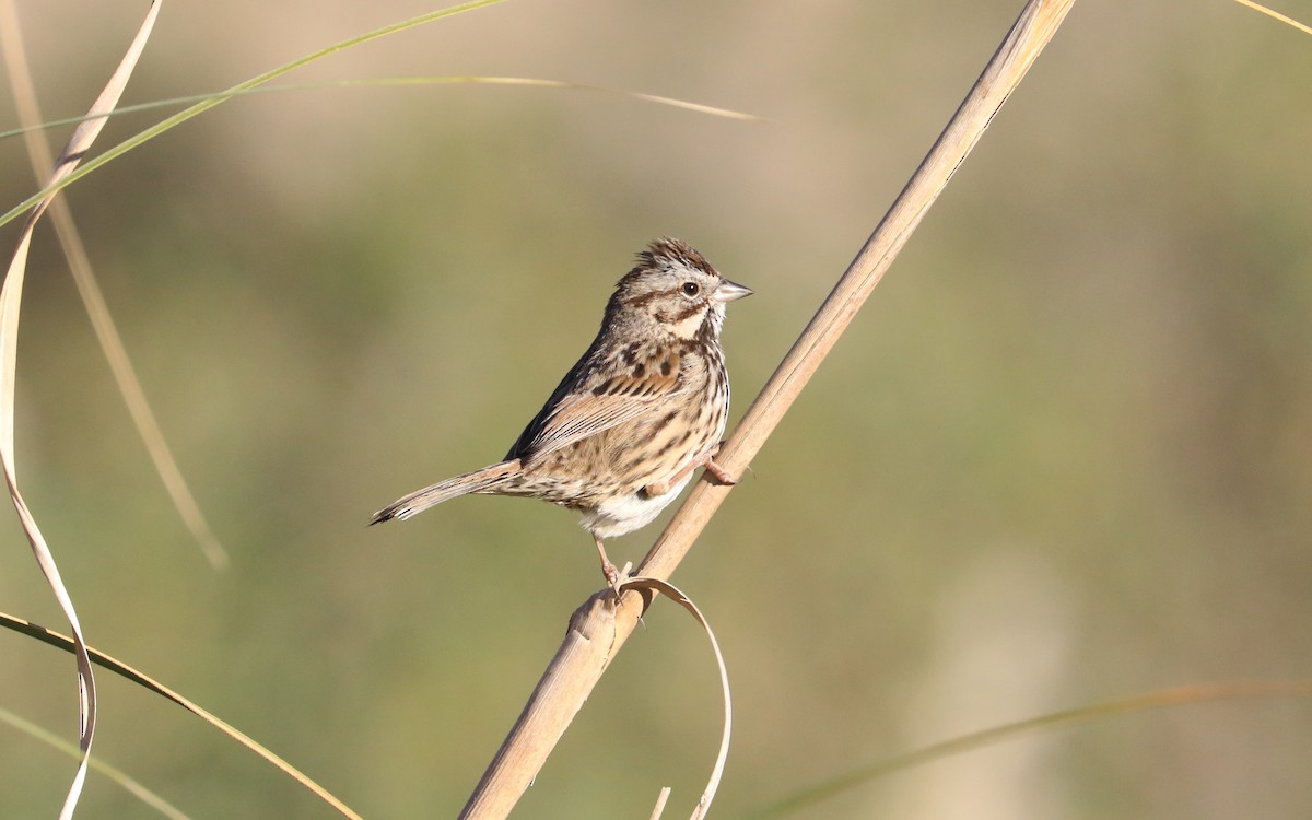 Song Sparrow - ML507312841