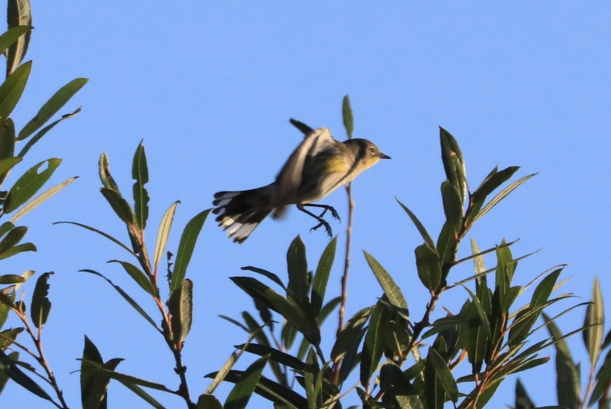 Yellow-rumped Warbler - Diane Eubanks