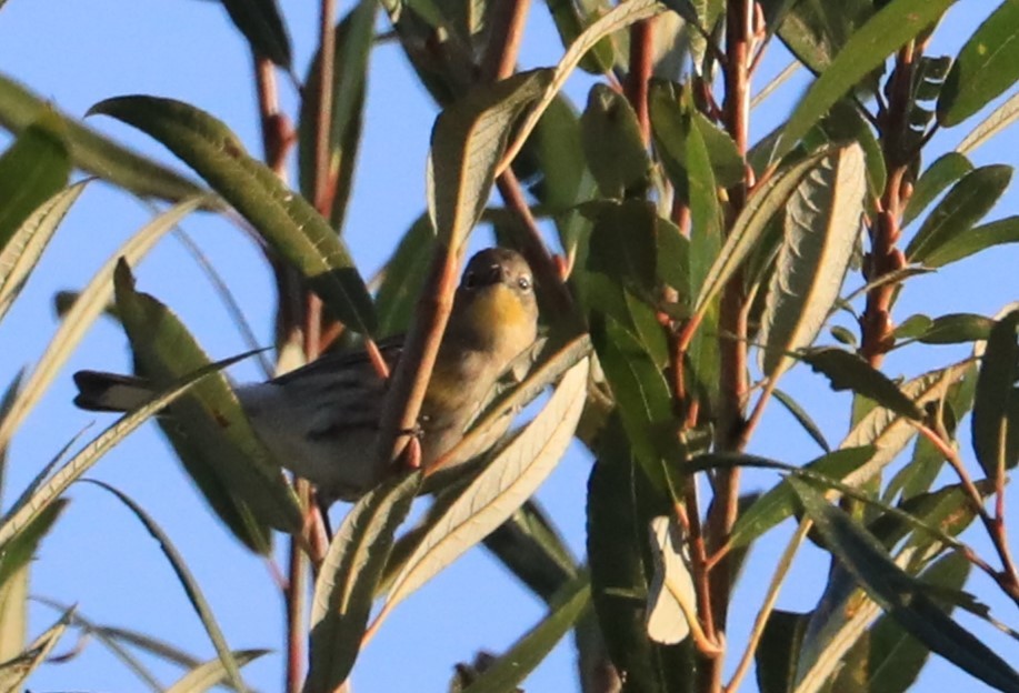 Yellow-rumped Warbler - ML507312911