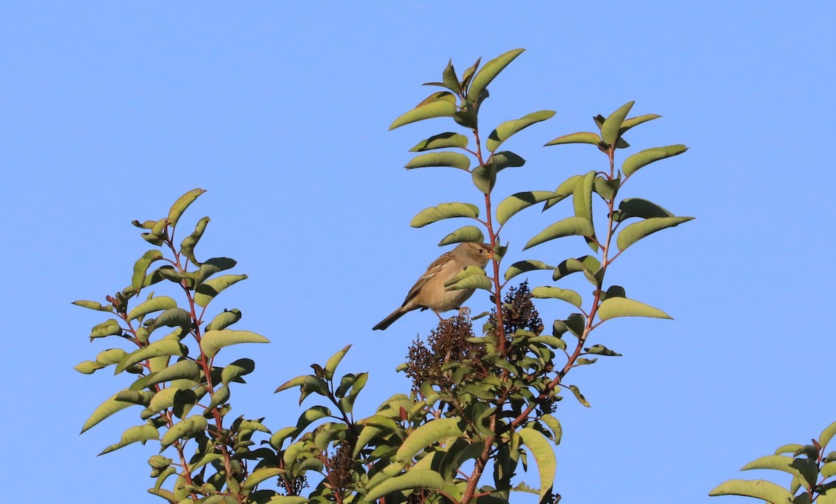 White-crowned Sparrow - Diane Eubanks