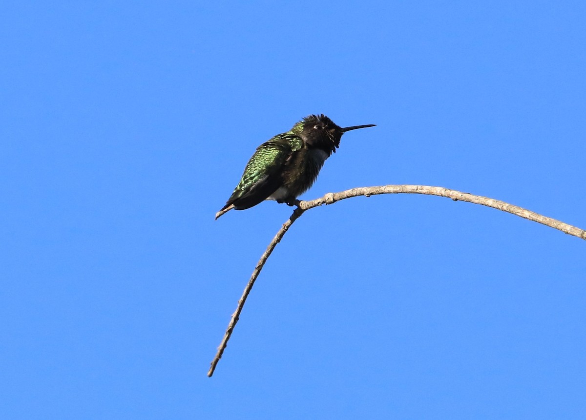 Anna's Hummingbird - Diane Eubanks