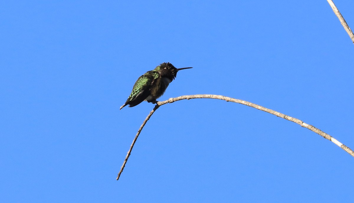 Anna's Hummingbird - Diane Eubanks