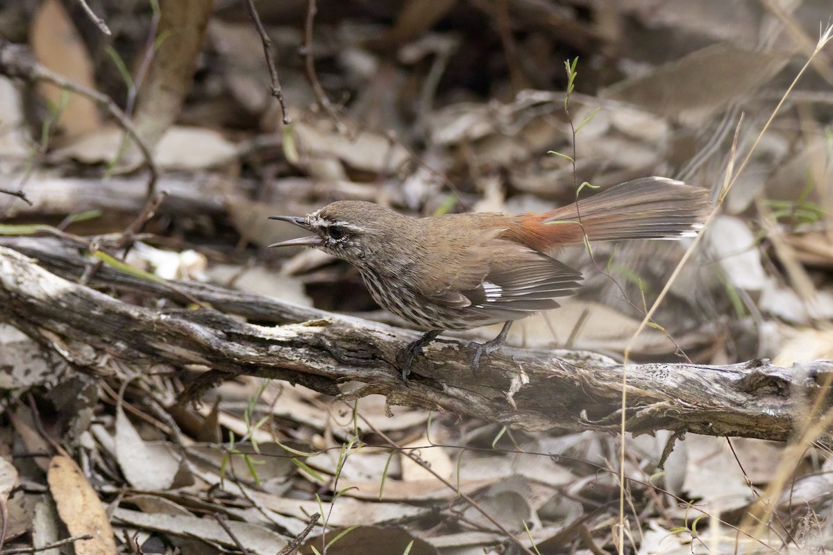 Shy Heathwren - ML507313411