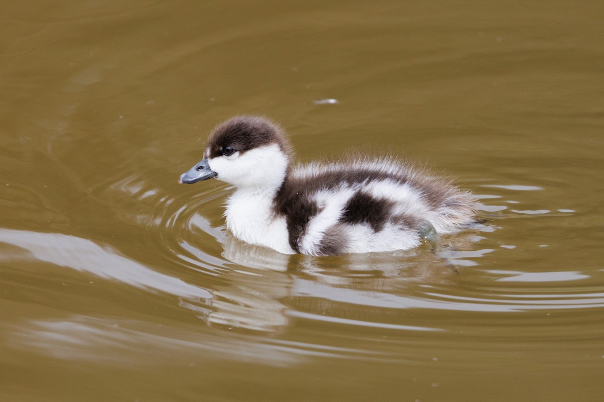 Paradise Shelduck - Robert Lewis