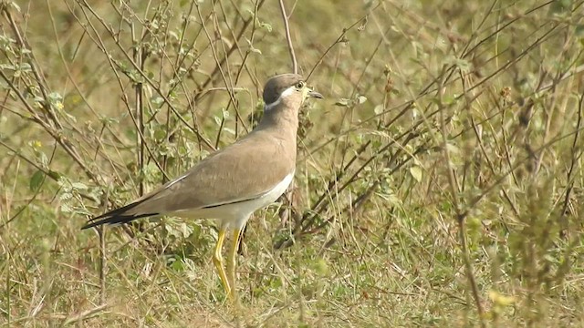 קיווית צהובת-שפם - ML507316201