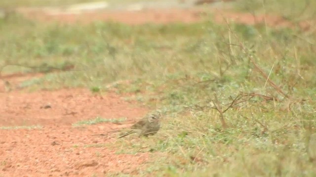 pipit sp. - ML507317451
