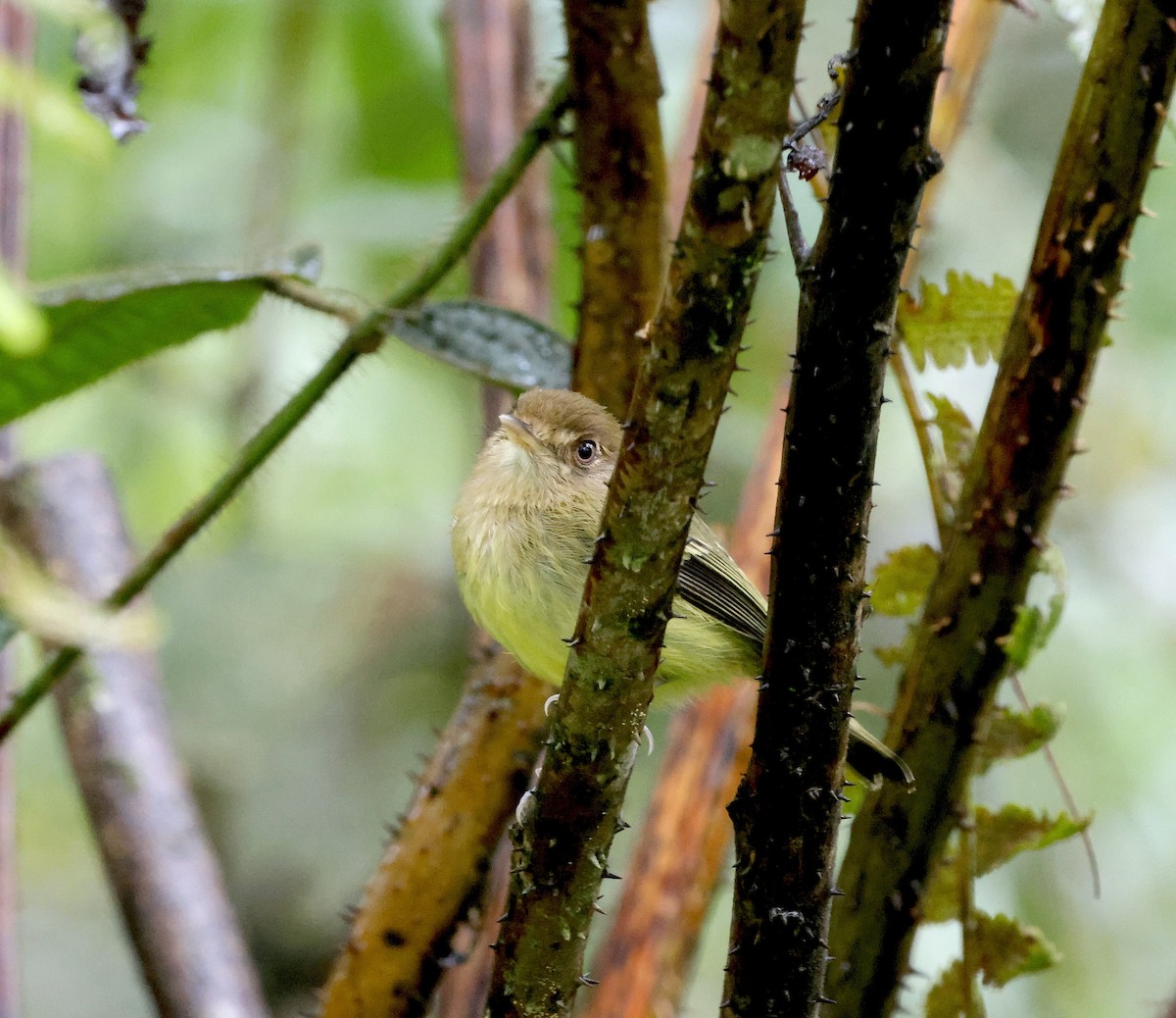 Kaempfer's Tody-Tyrant - ML507317991