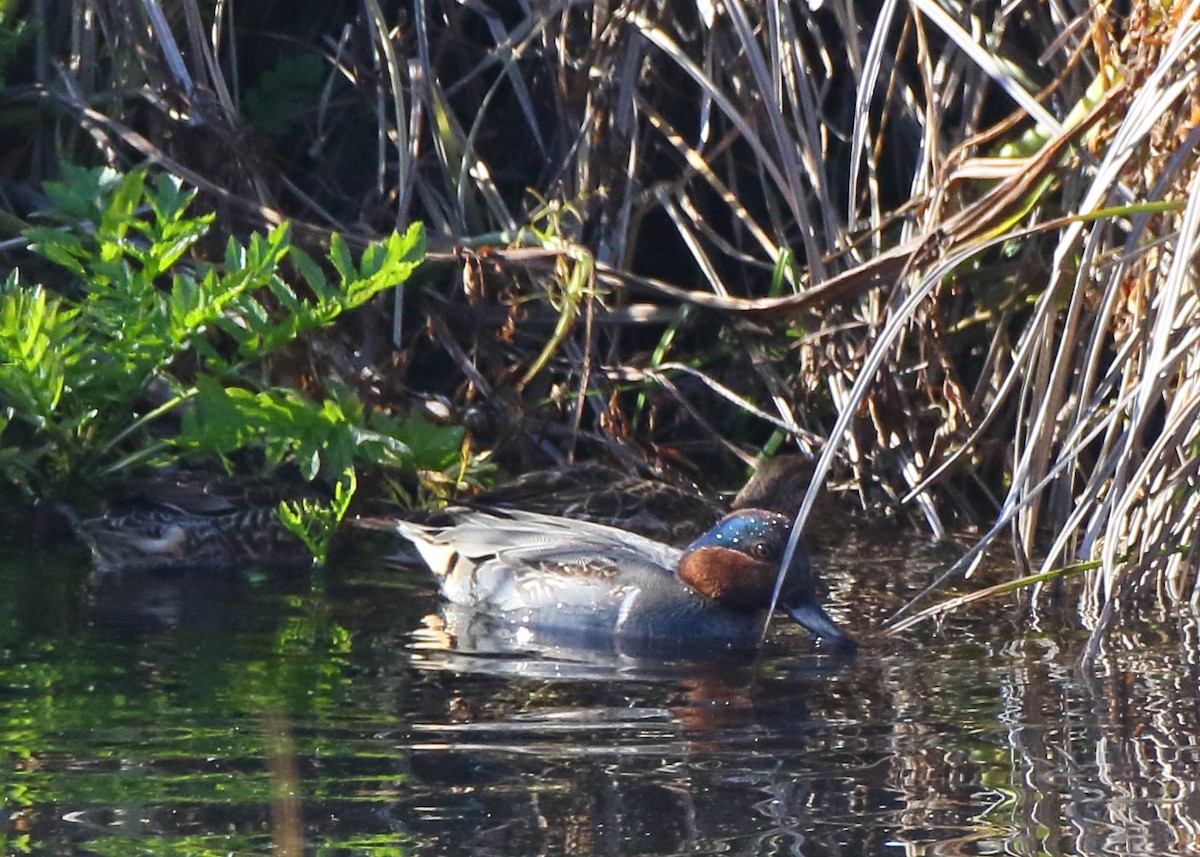 Green-winged Teal - ML507318101