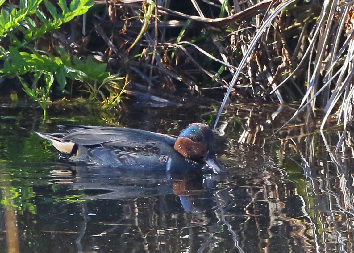 Green-winged Teal - ML507318151