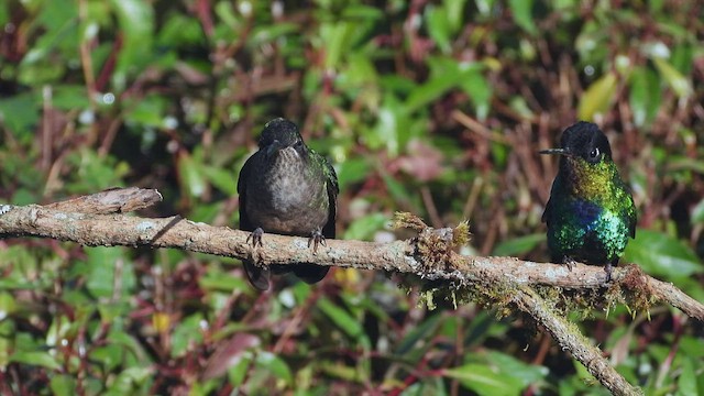 Fiery-throated Hummingbird - ML507318711