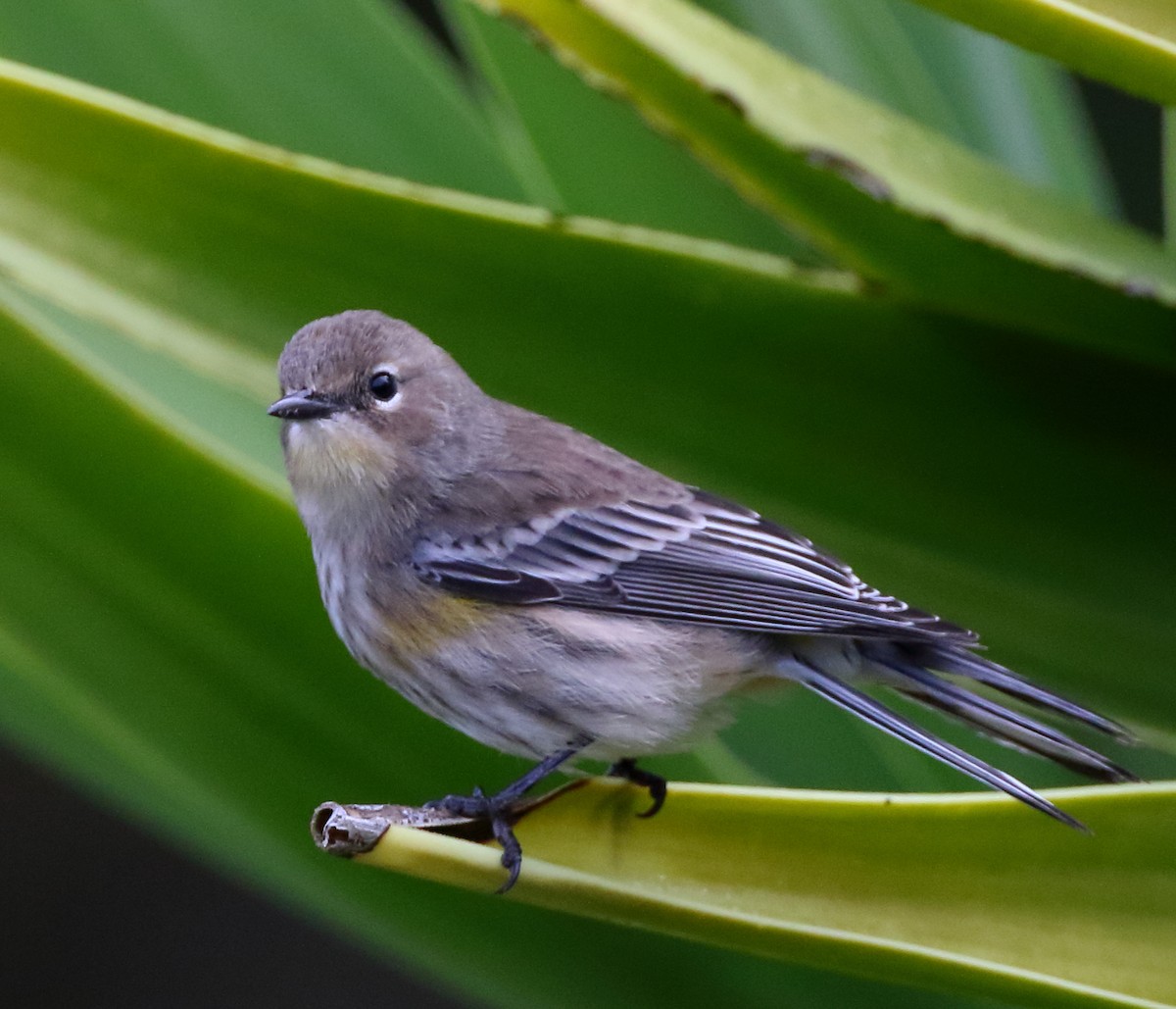 Yellow-rumped Warbler - ML507319301