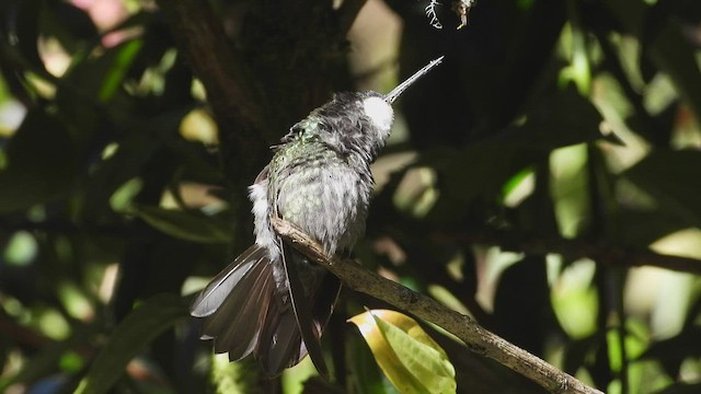 White-throated Mountain-gem - ML507319321