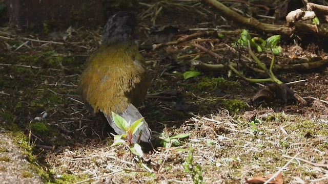 Large-footed Finch - ML507319431