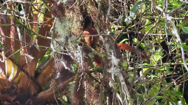 Ruddy Treerunner - ML507319481