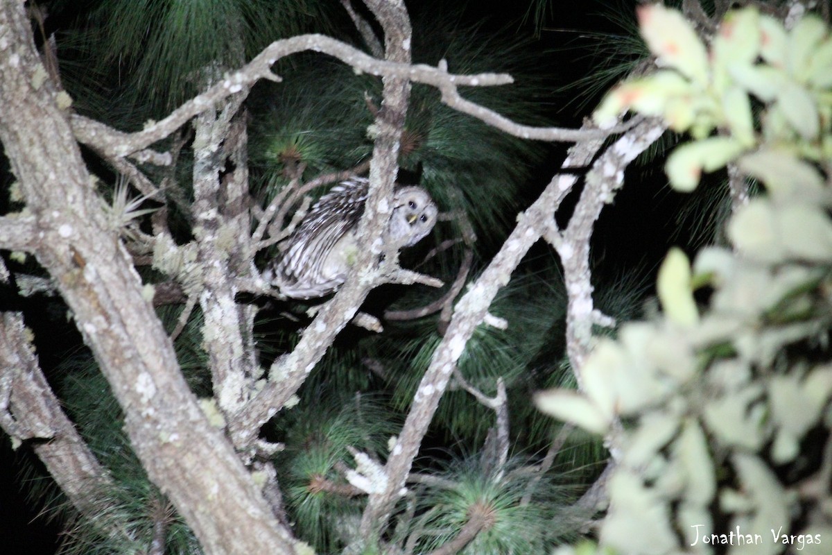 Cinereous Owl - ML50731981