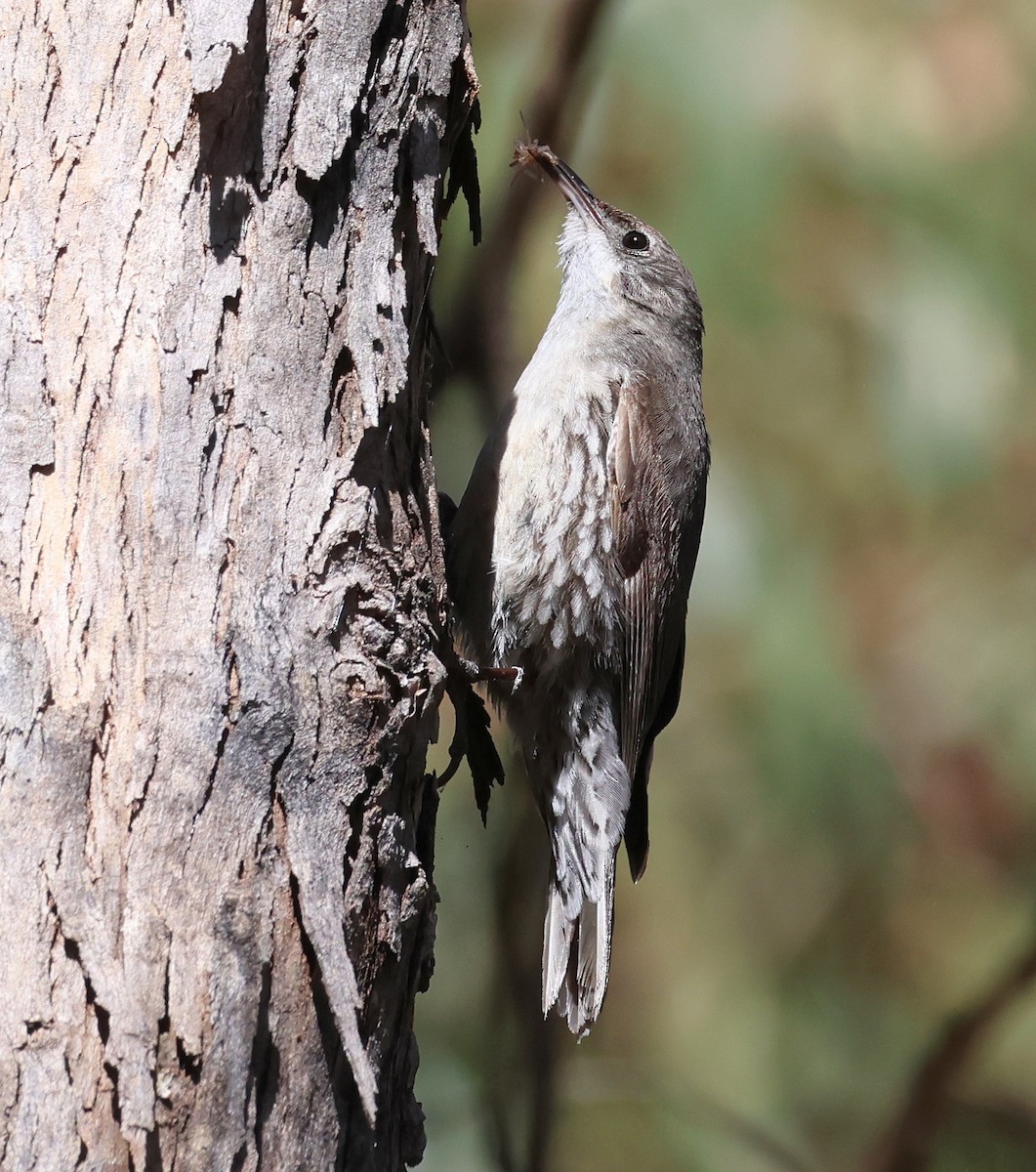 White-throated Treecreeper - ML507320091