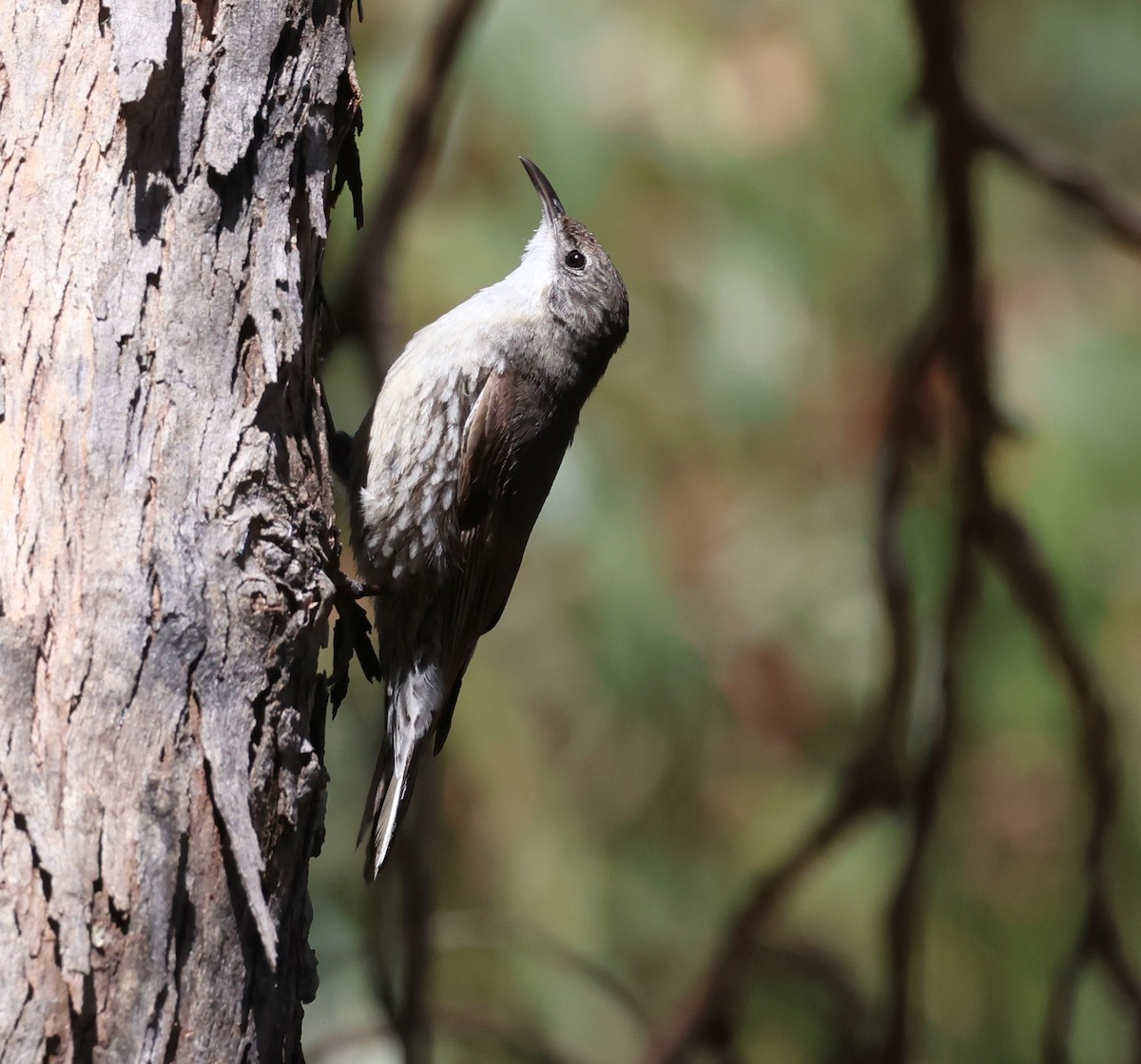 White-throated Treecreeper - ML507320101