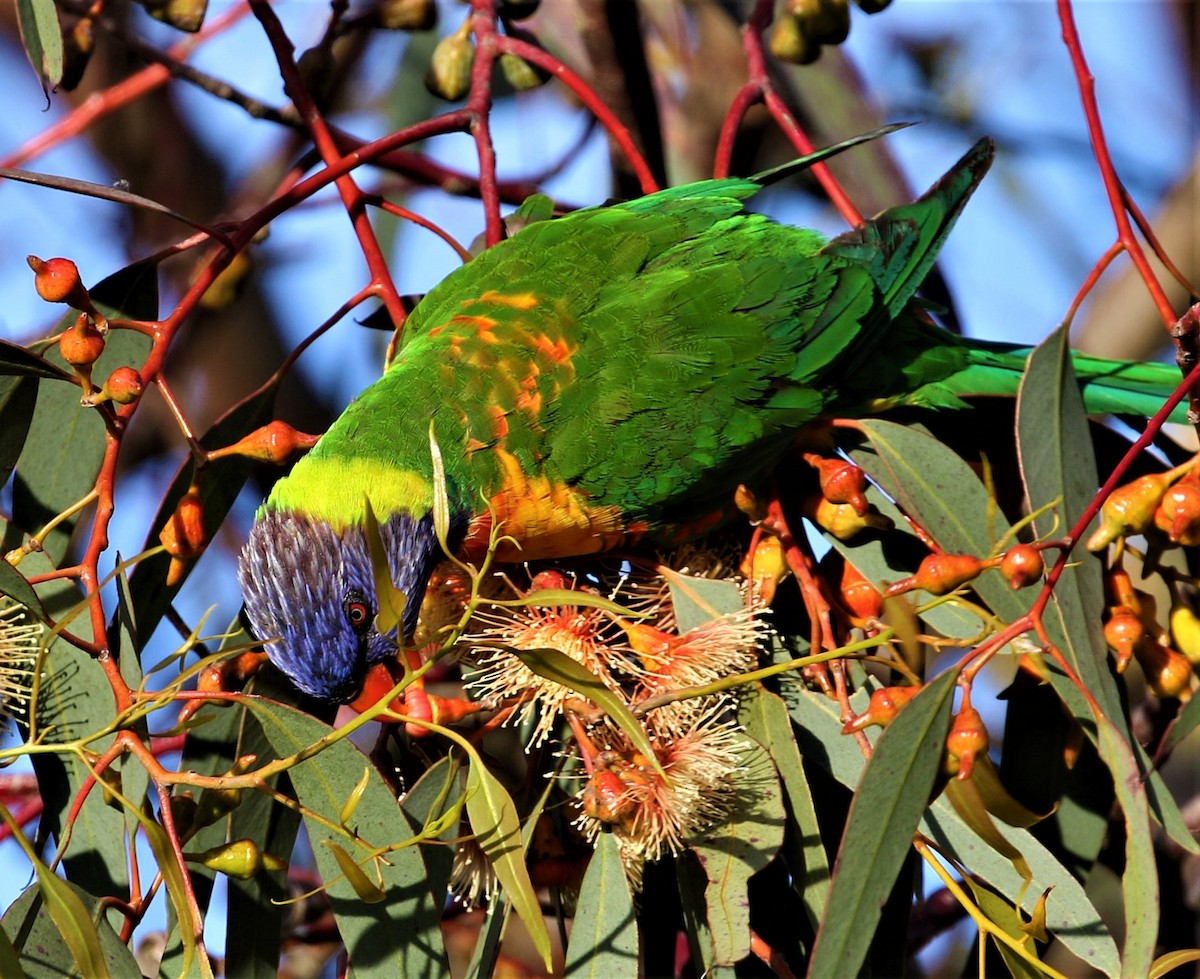 Rainbow Lorikeet - ML507321721