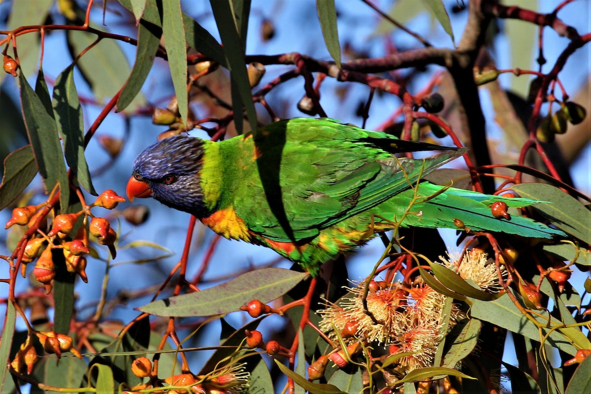 Rainbow Lorikeet - ML507321731