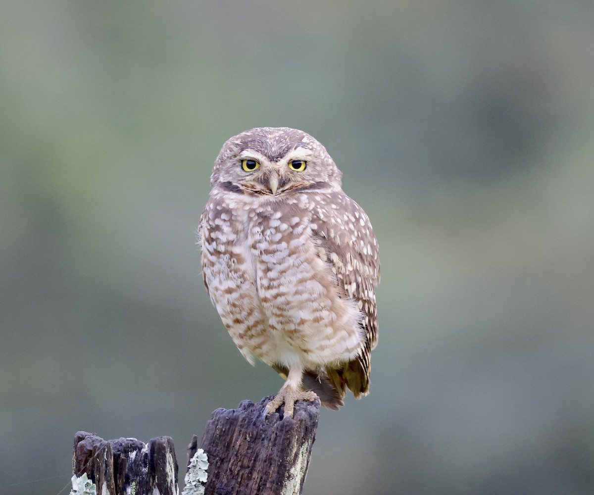 Burrowing Owl - Mandy Talpas -Hawaii Bird Tours