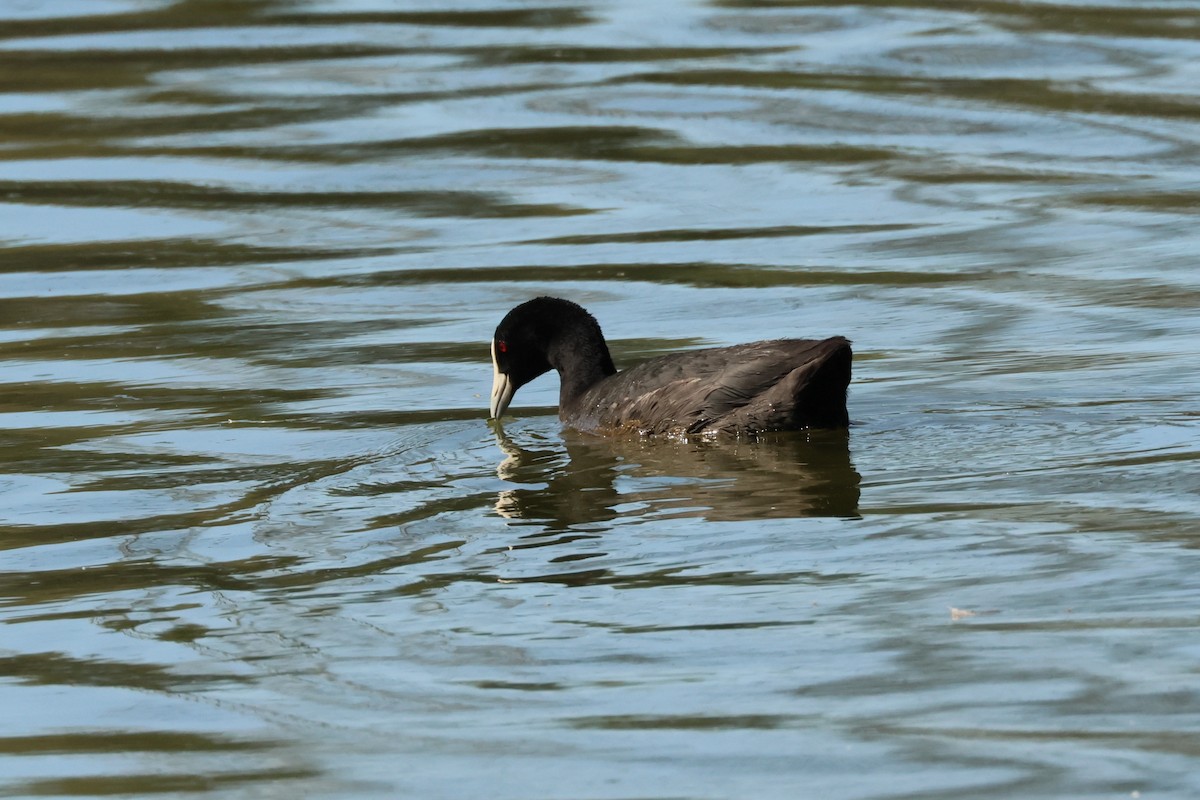 Eurasian Coot - ML507324611