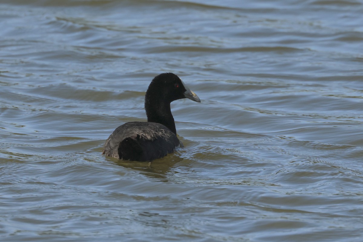 Eurasian Coot - ML507324621