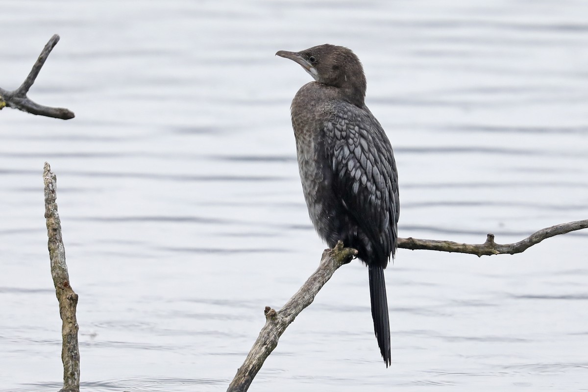 Pygmy Cormorant - ML507325211