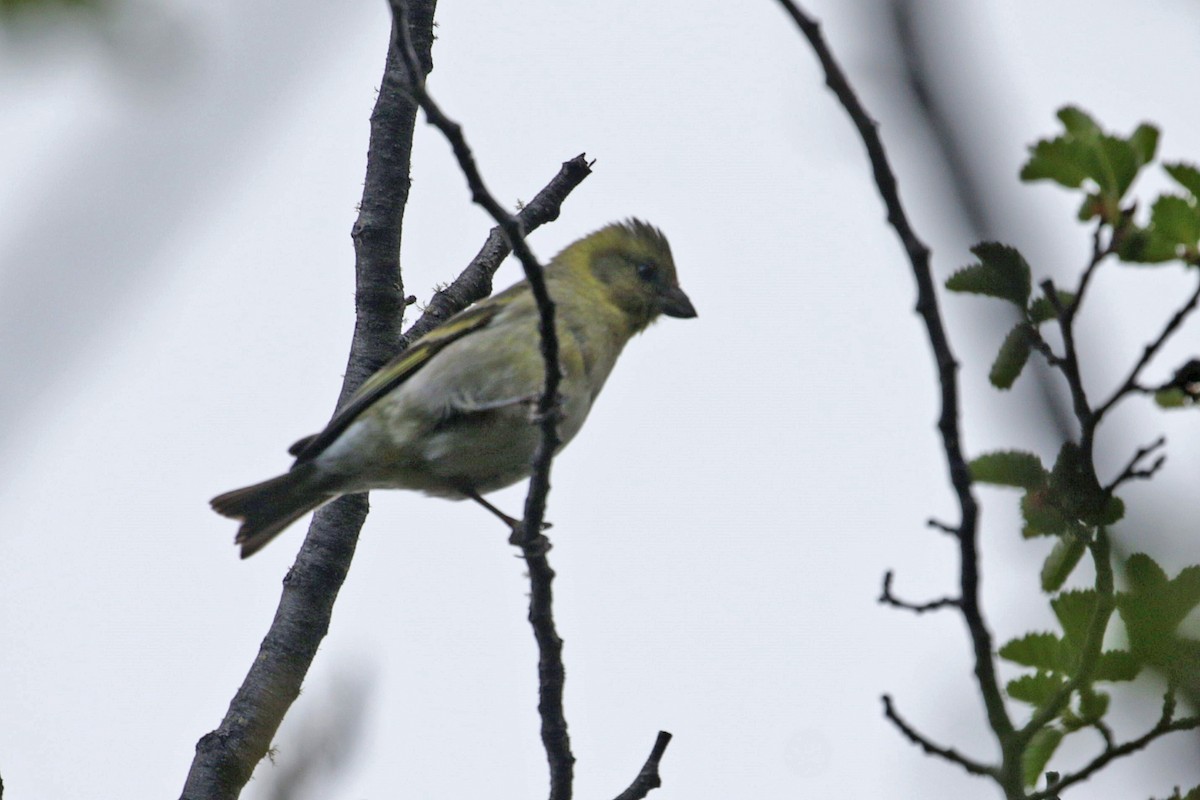 Black-chinned Siskin - Charley Hesse TROPICAL BIRDING